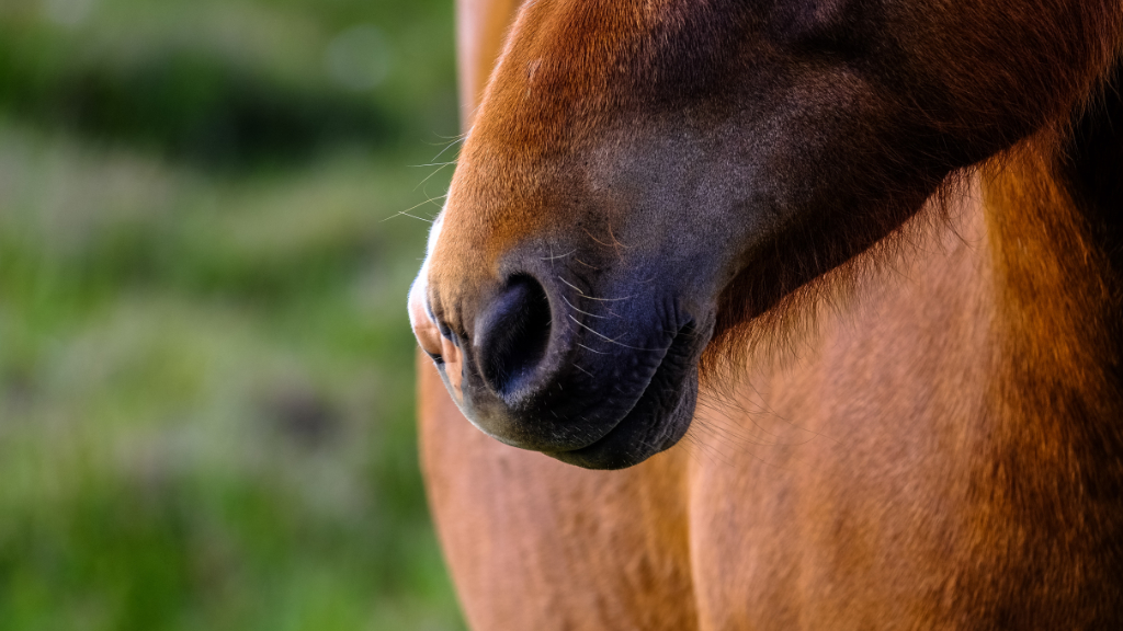 Malton Equine Veterinary Services