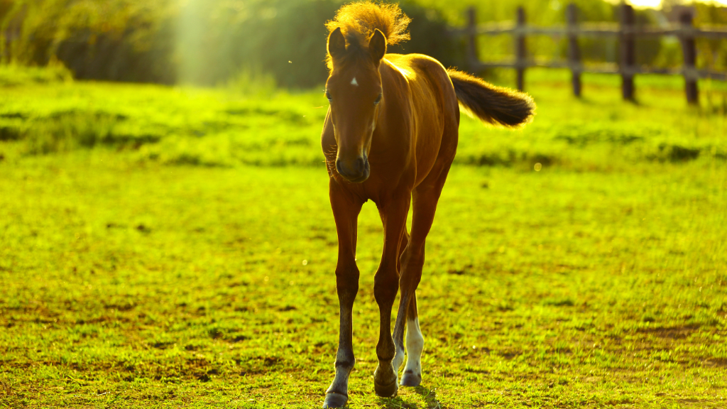 Malton Equine Veterinary Services