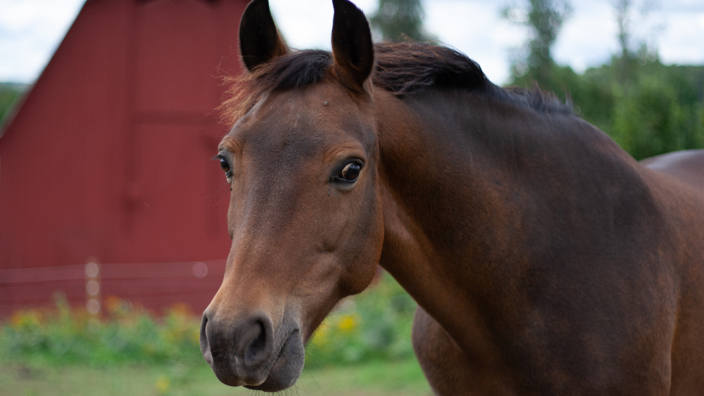 Malton Equine Veterinary Services