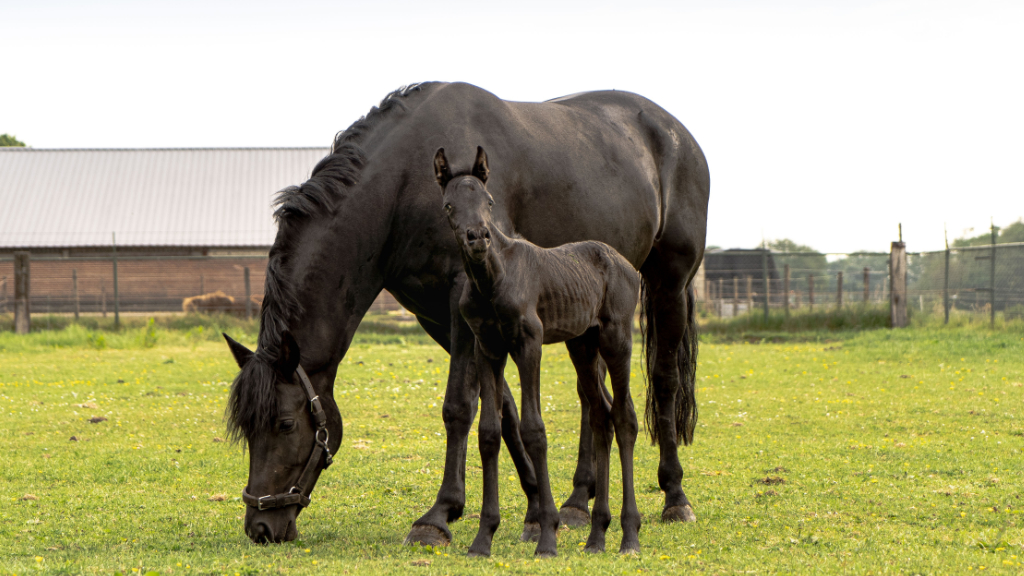 Malton Equine Veterinary Services