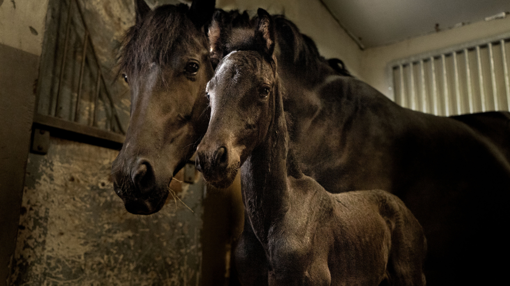 Malton Equine Veterinary Services