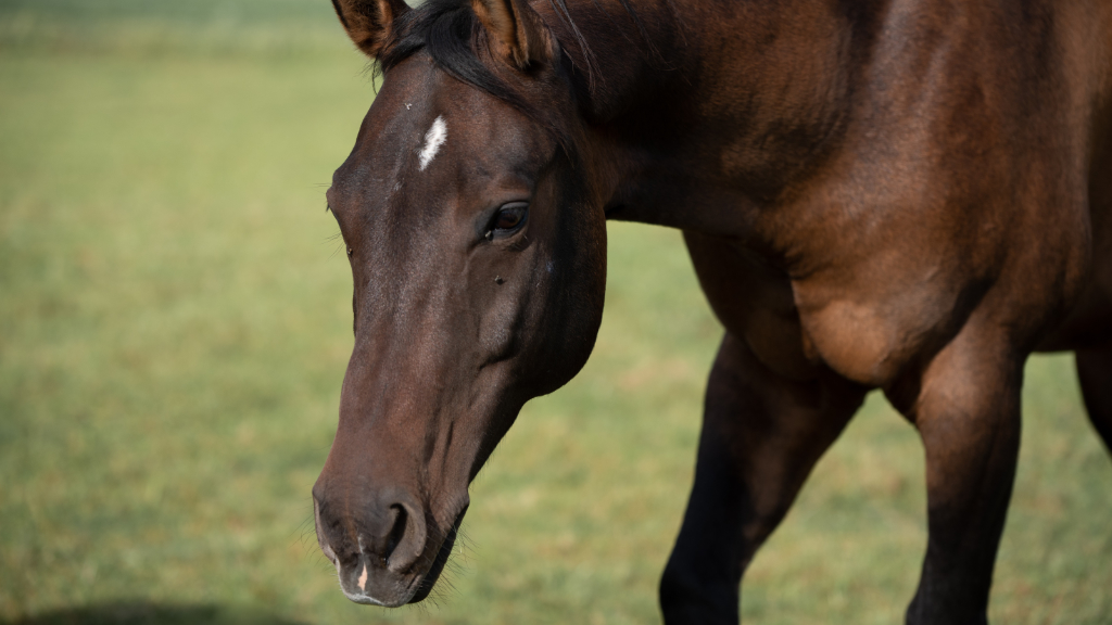 Malton Equine Veterinary Services