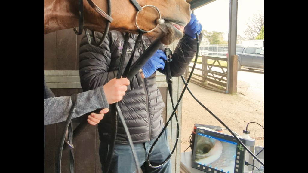 Malton Equine Veterinary Services