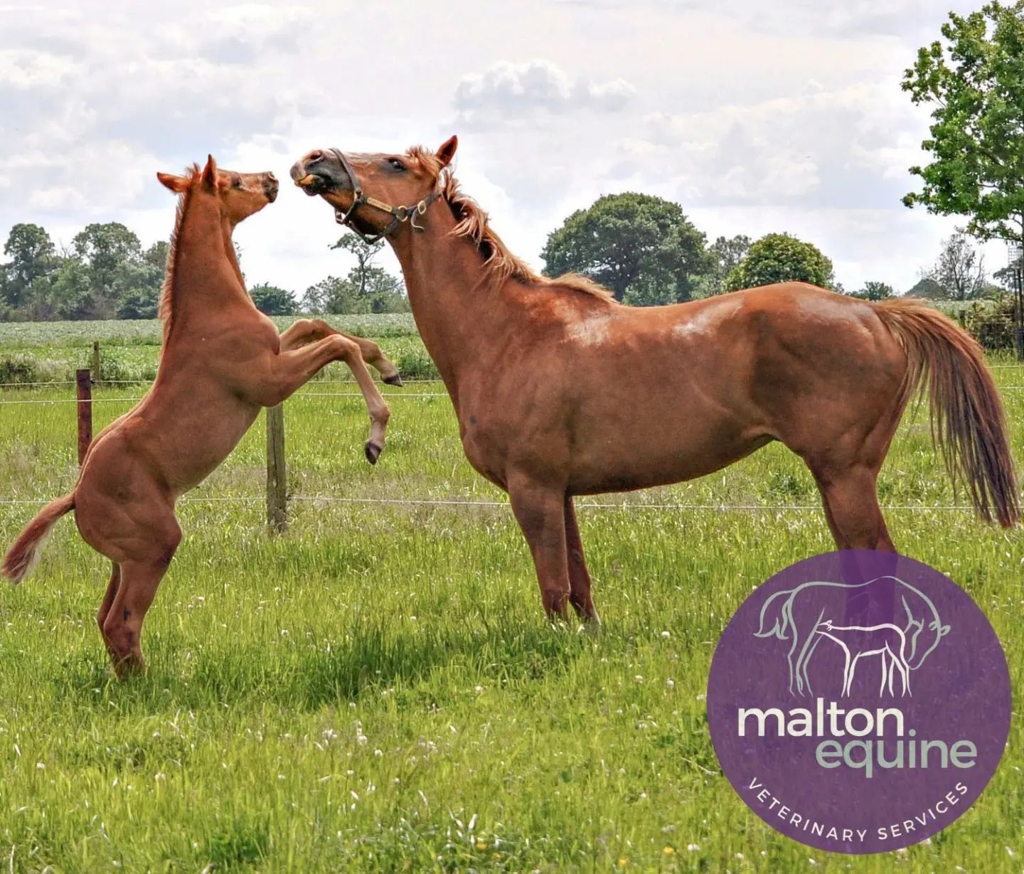 Malton Equine Veterinary Services