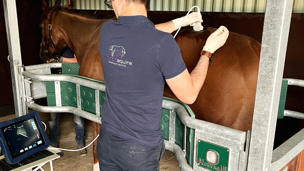 Malton Equine Veterinary Services