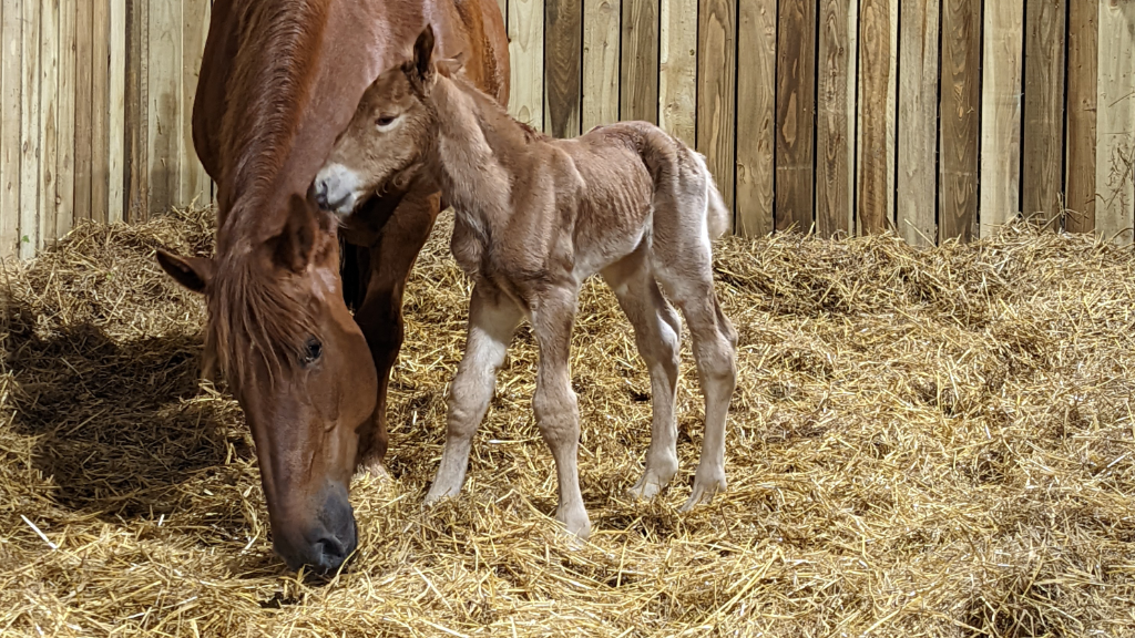 Malton Equine Veterinary Services