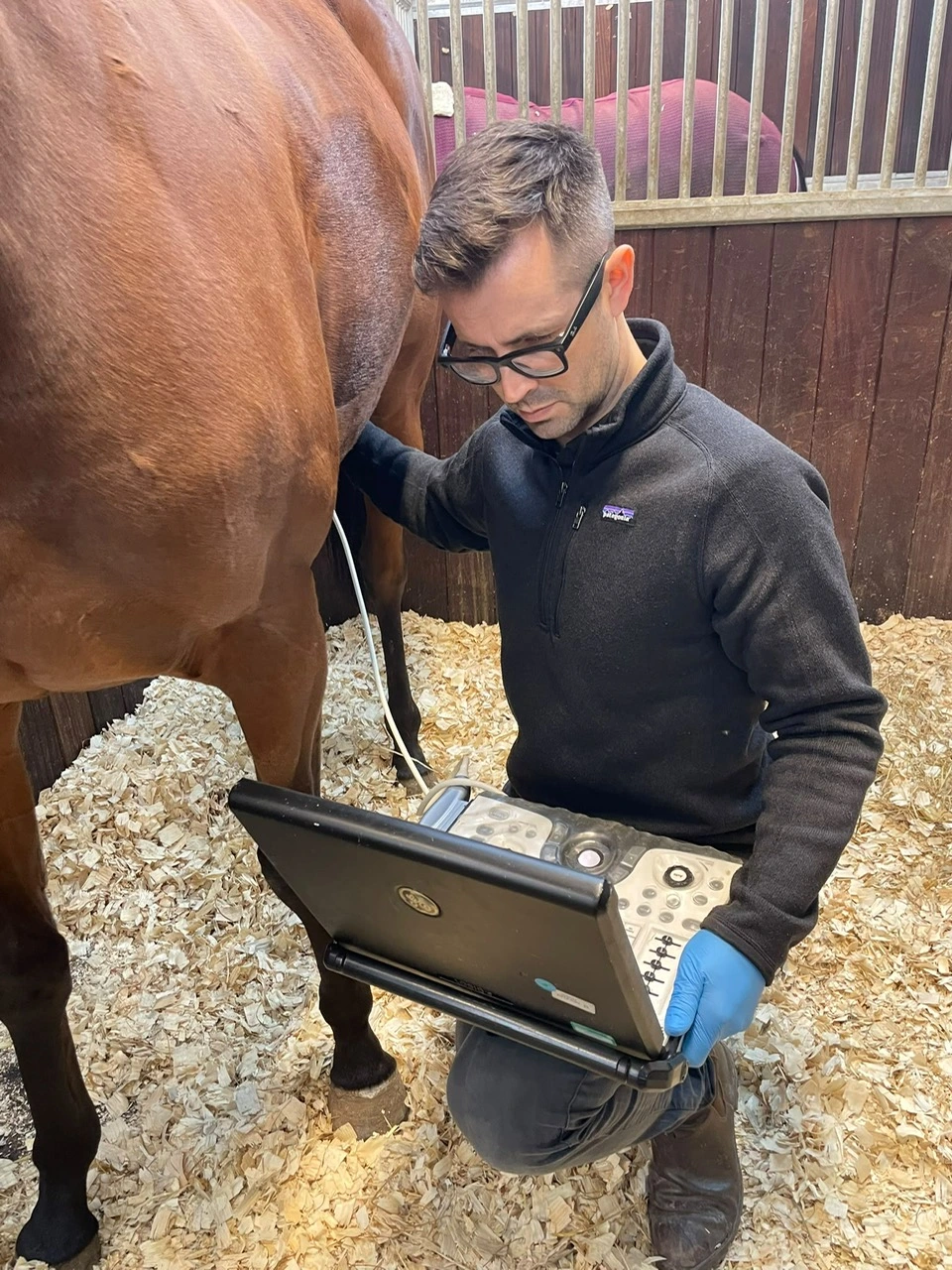 scanning horse to check for gender