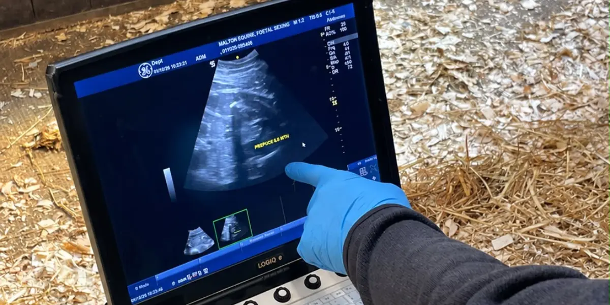 mare-ultrasound-image